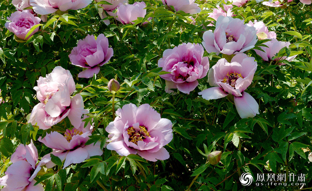 定西市临洮县以盛产牡丹而知名 李天禄 摄