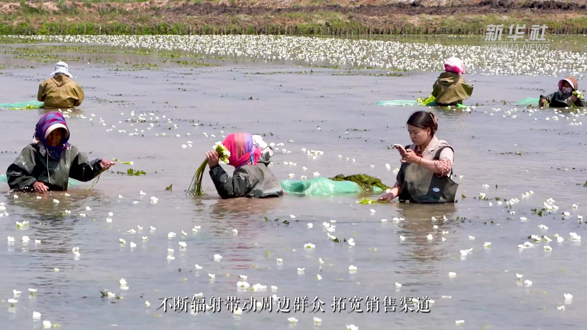 洱海源头：“养鱼人”变“种菜人”