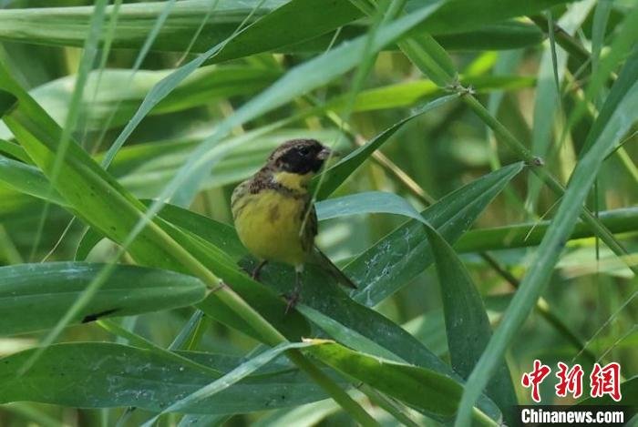 世界极危物种黄胸鹀现身北京奥林匹克森林公园