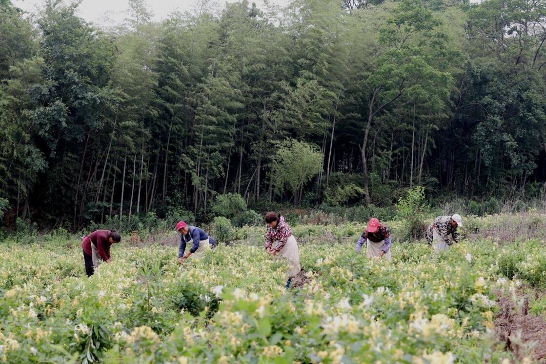 九江彭泽县：金银花开出“致富花”