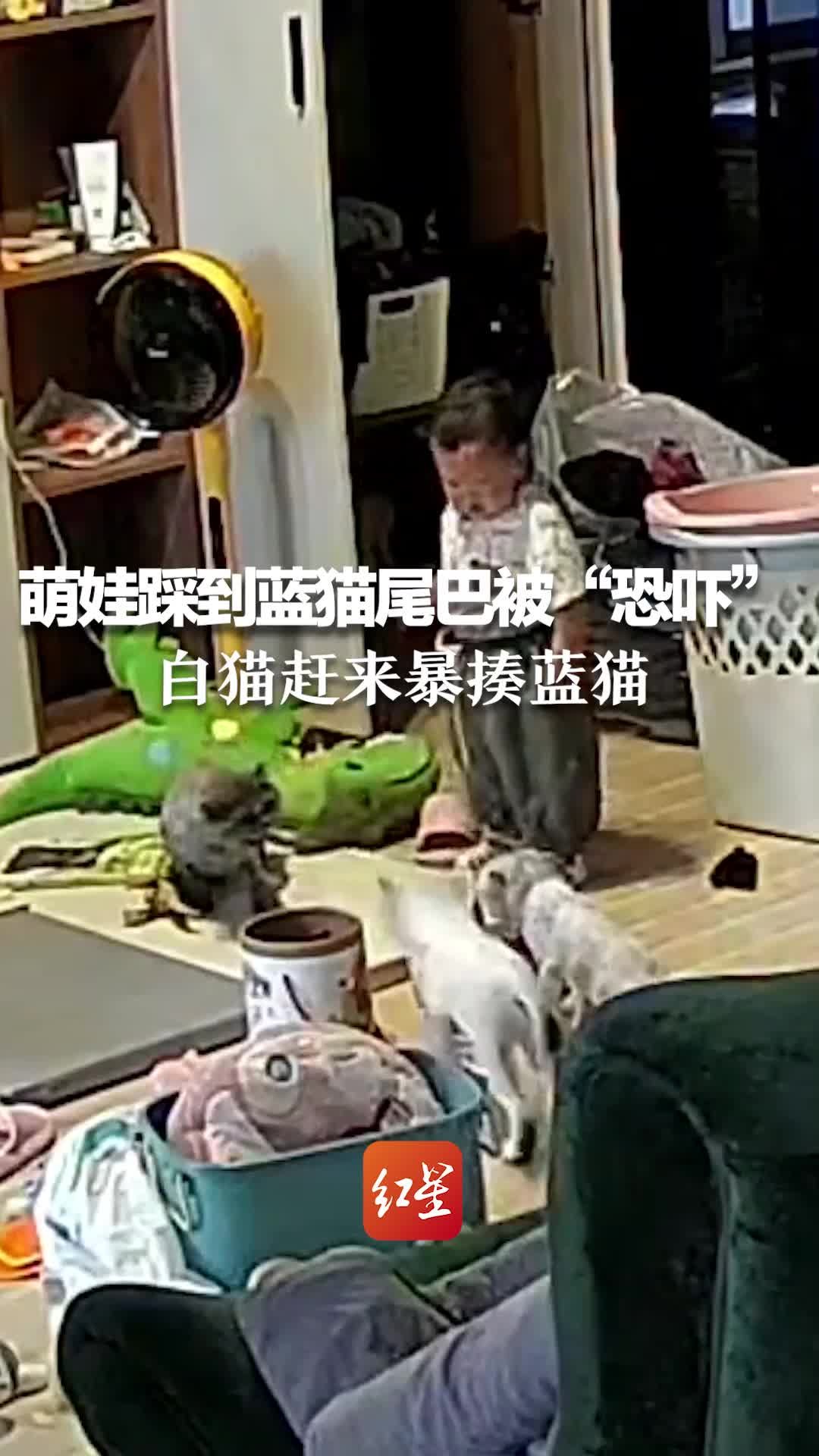 萌娃踩到蓝猫尾巴被“恐吓”，白猫赶来暴揍蓝猫。主人：一直打到厨房，拦都拦不住