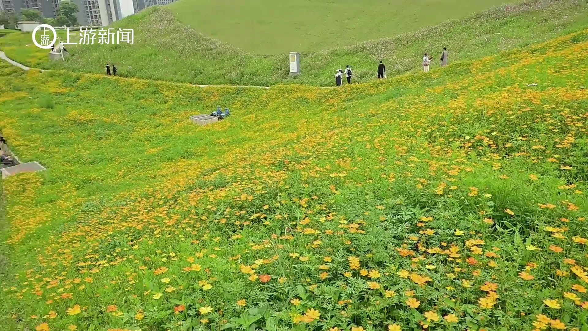 金色海洋！重庆最大面积硫华菊花海来了