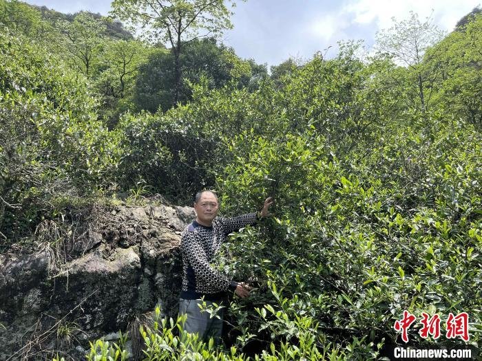 图为工作人员介绍红茶母树。 饶海燕 摄