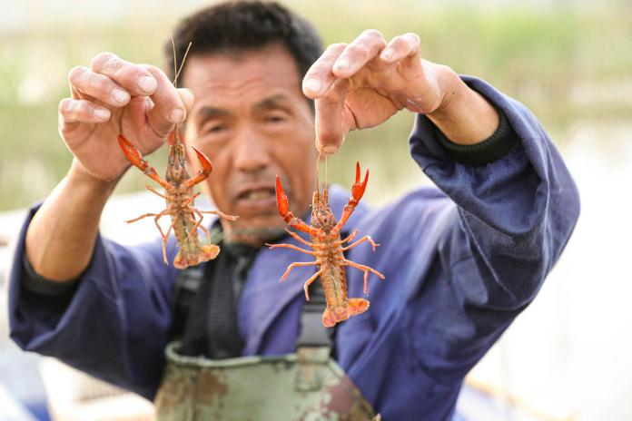 五河县沱湖乡虾稻共作养殖的小龙虾