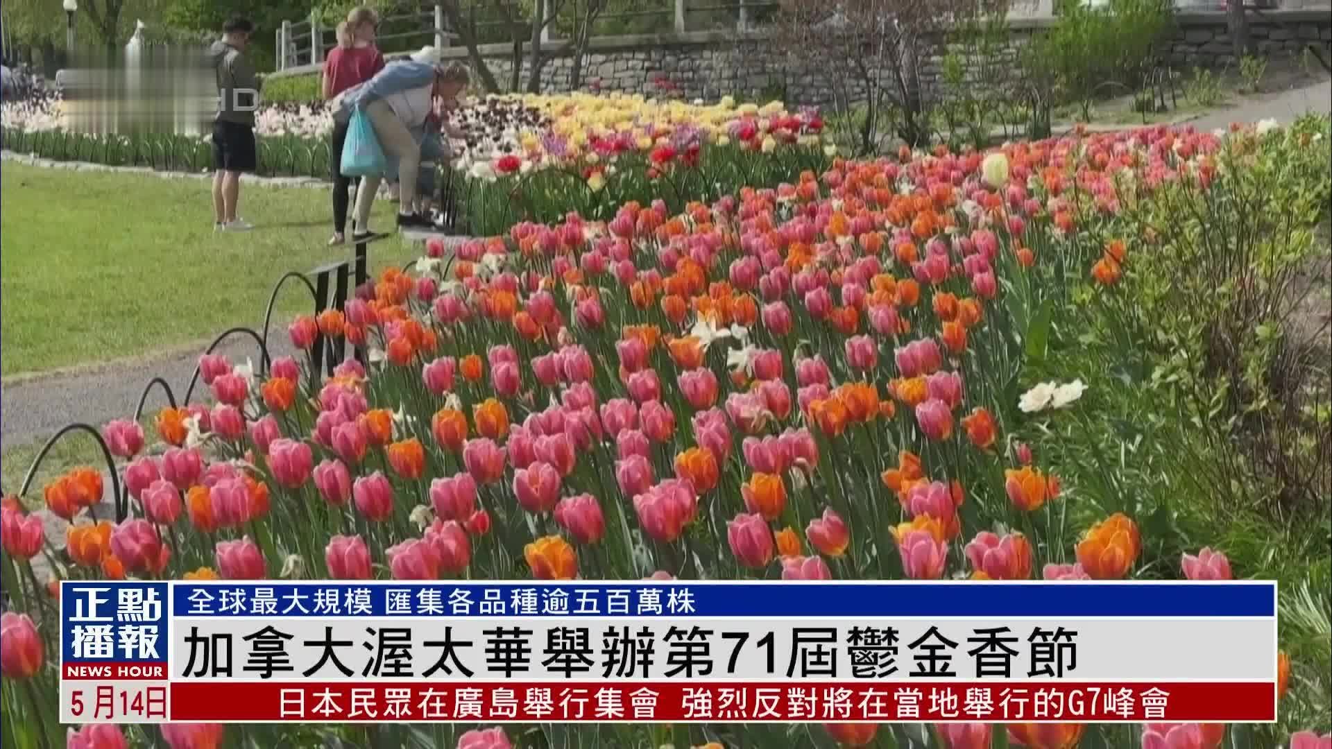 加拿大渥太华举办第71届郁金香节