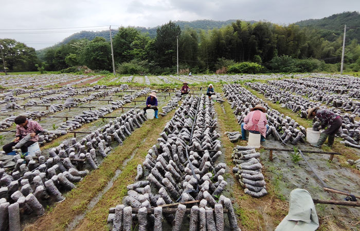 江西东乡：木耳采收