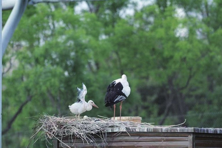 东方白鹳父母正在辛苦育雏，这是“鸟生”中最脆弱、最重要的阶段。如果是野外，过度惊扰、食物不足等都可能使鸟爸鸟妈弃巢，进而导致繁殖失败。因此，动物园专门给它们打造了“单间”，不受游人和其它鸟类打扰。