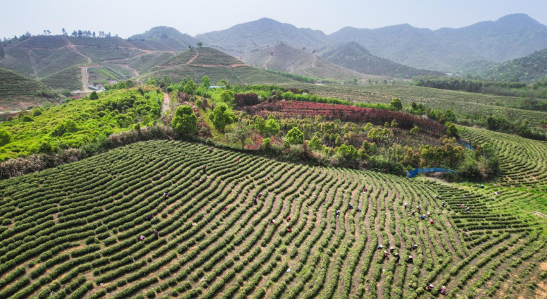 铜陵市郊区：山水美景引客来 全域旅游处处景