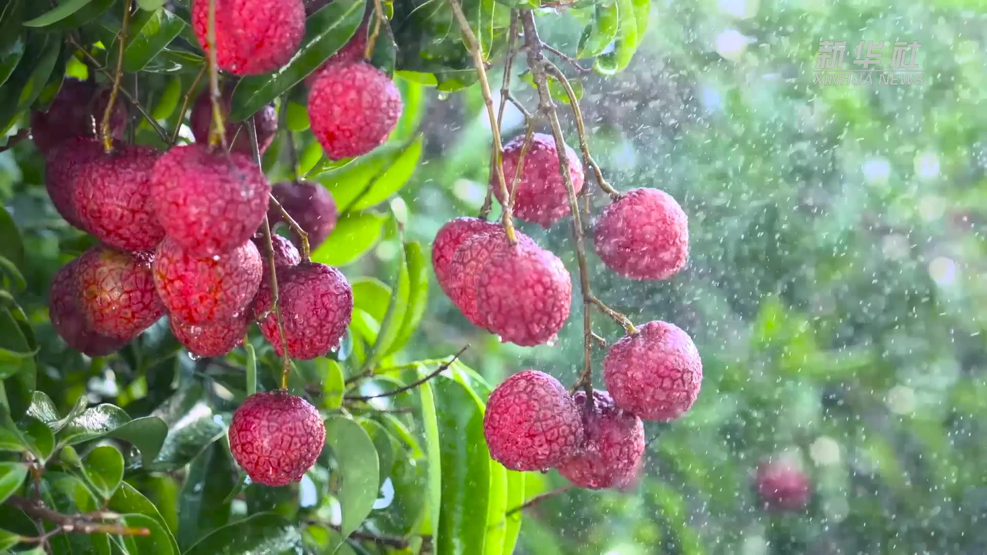 第七届中国荔枝龙眼产业大会在广东茂名举行