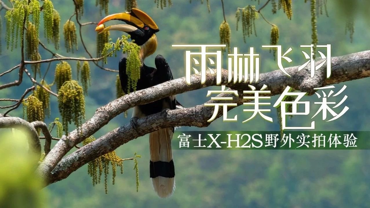 雨林飞羽 完美色彩 富士X-H2S野外实拍体验