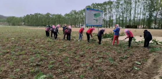 走，去种中草药！华亭“致富方”遍地开花