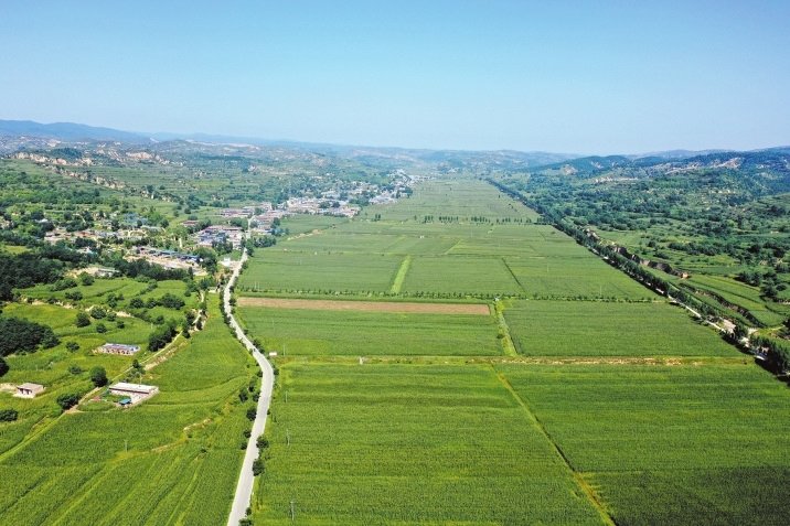 汾西县罗殿村集体经济合作社托管玉米种植