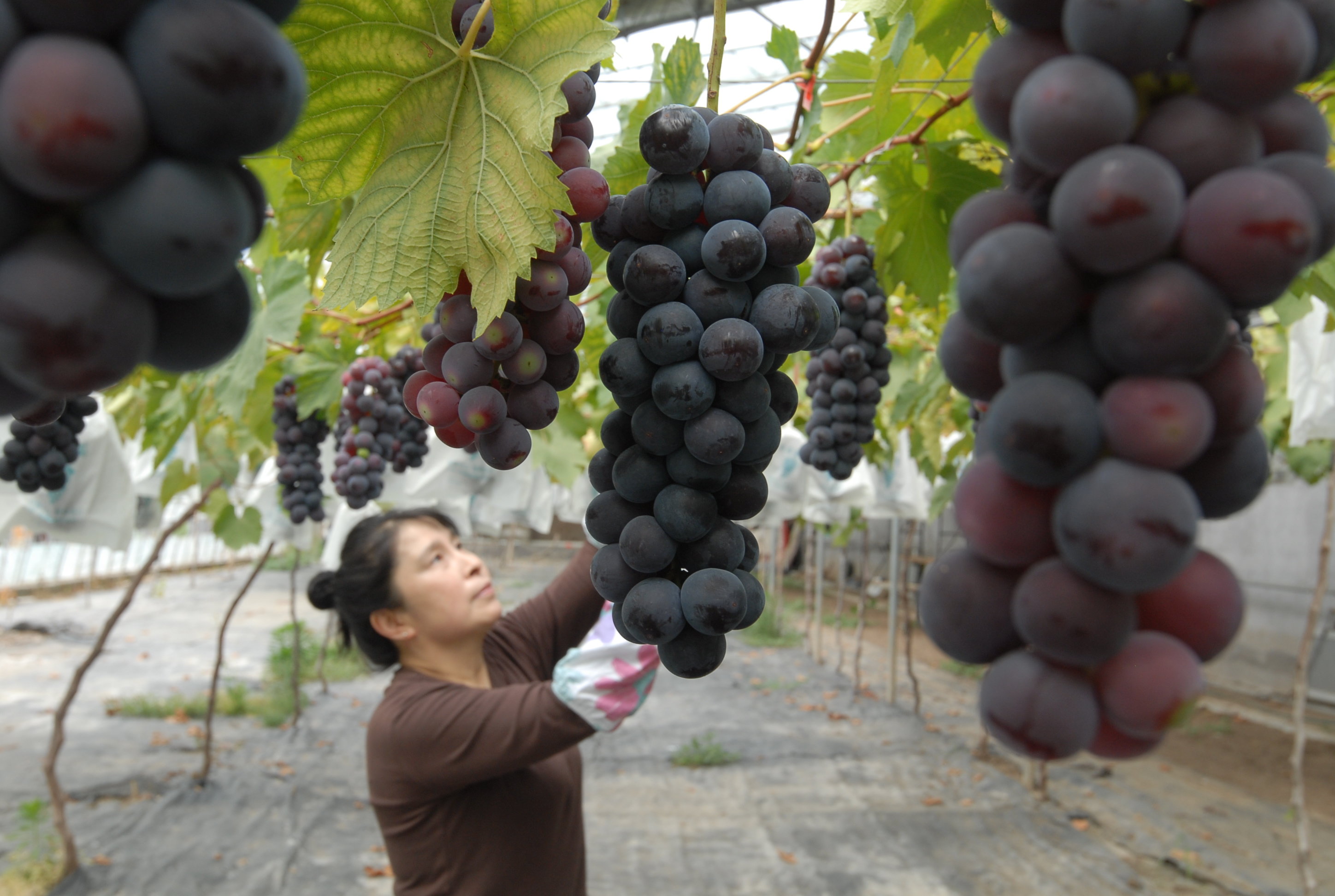 5月24日，在山东省青岛市即墨区移风店镇谢家屯村的一家农场的葡萄种植园内，果农在采摘葡萄。