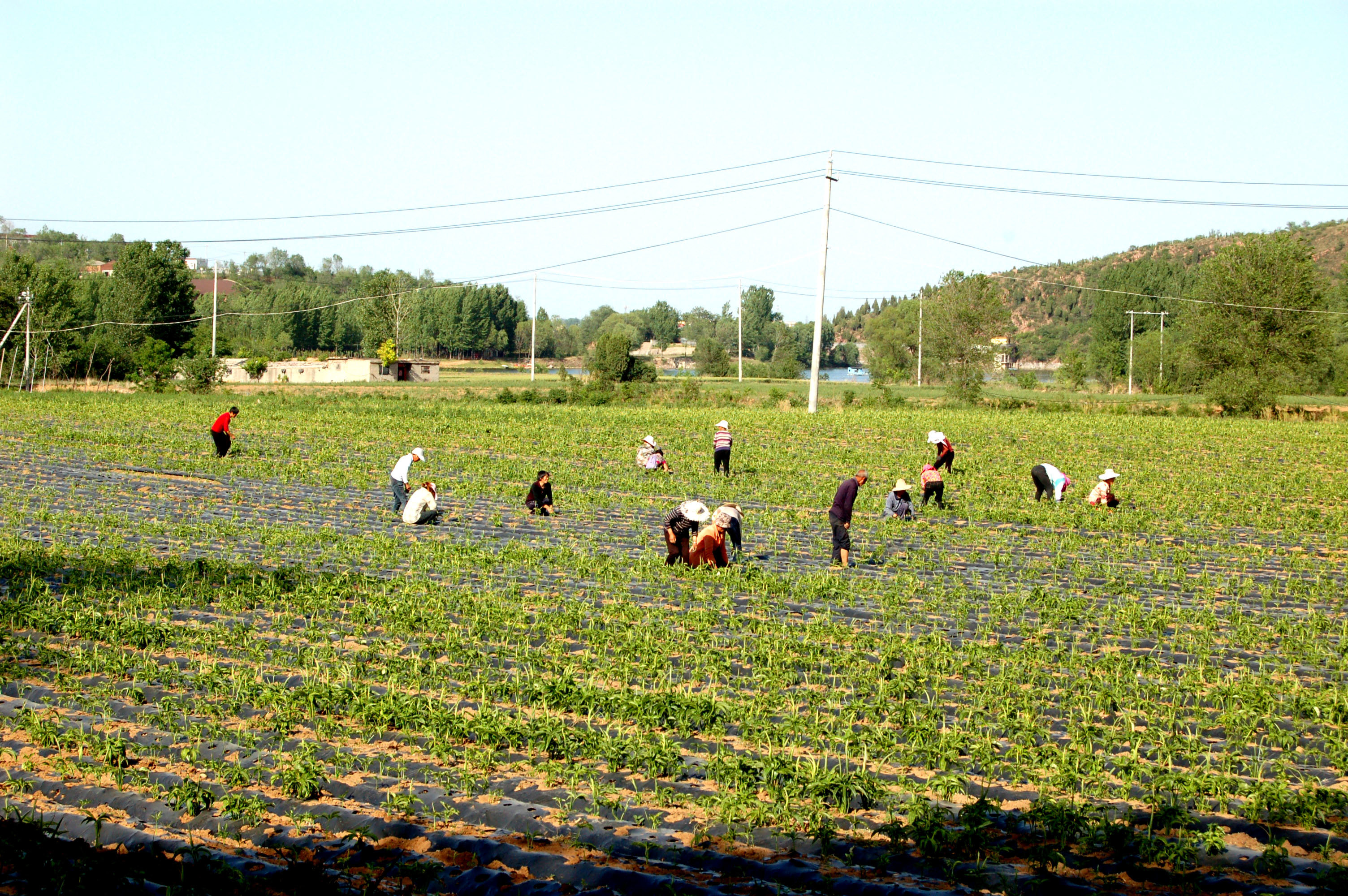 登封石道:中草药种植开出致富“良方”