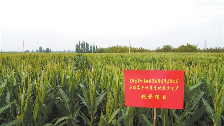 尧都区北练李村农业生产托管项目