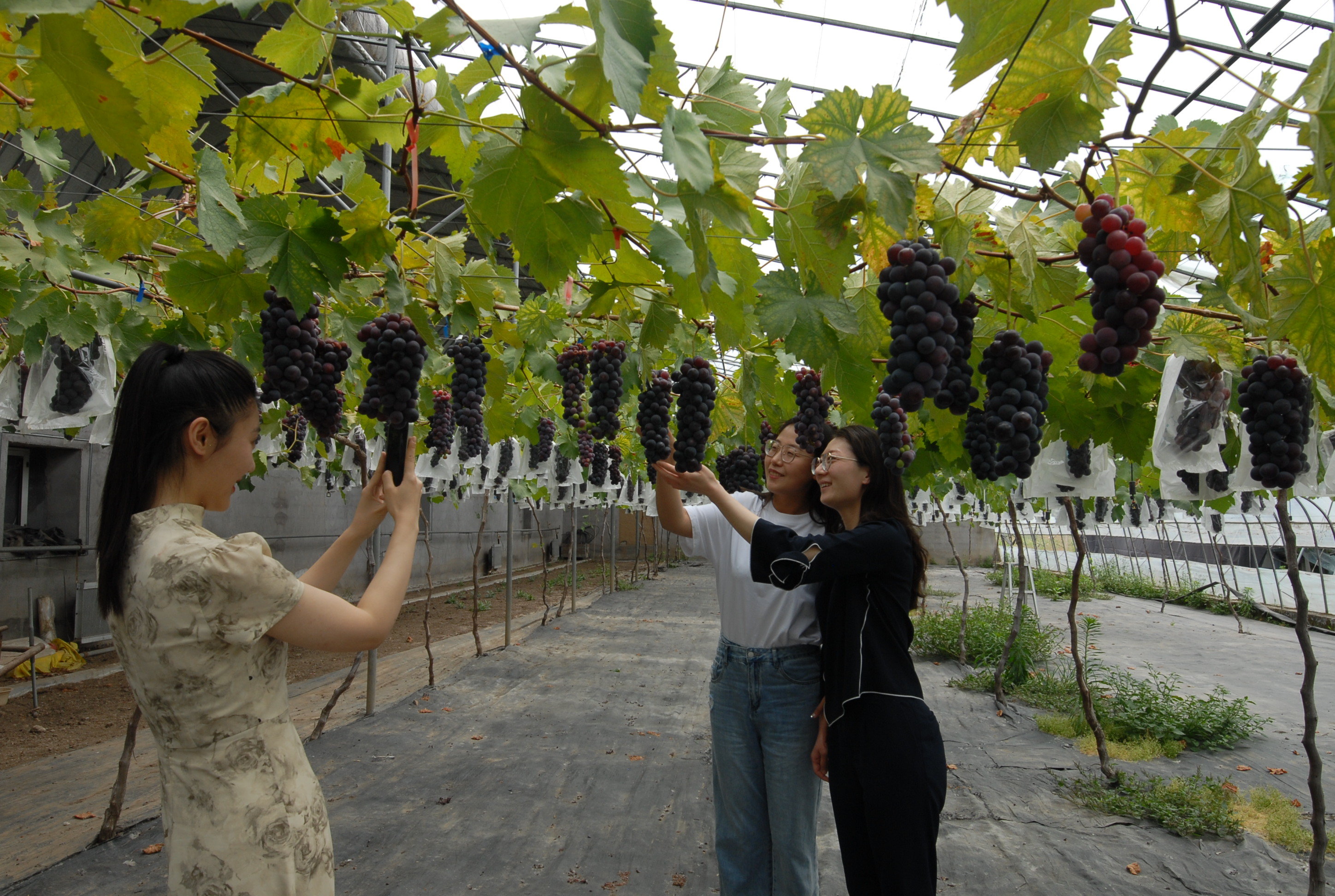 5月24日，游客在山东省青岛市即墨区移风店镇谢家屯村的一家农场的葡萄种植园内拍照留念。