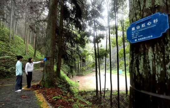 吉安安福县：给国家地理标志产品建主题乡村森林公园