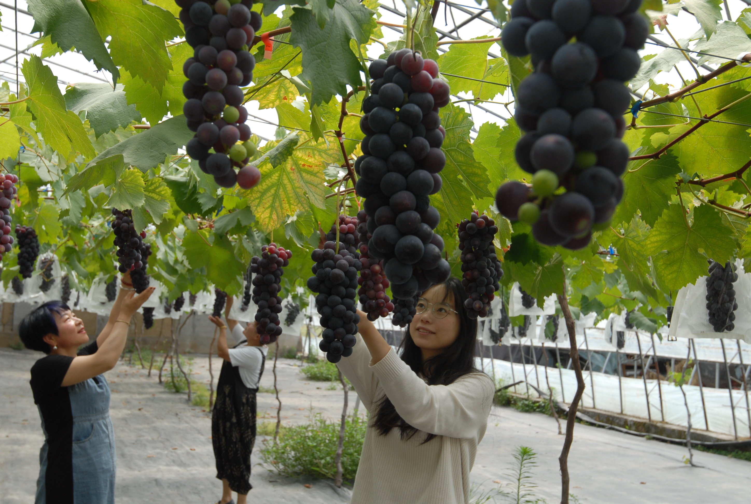 5月24日，游客在山东省青岛市即墨区移风店镇谢家屯村一家农场的葡萄种植园内采摘葡萄。