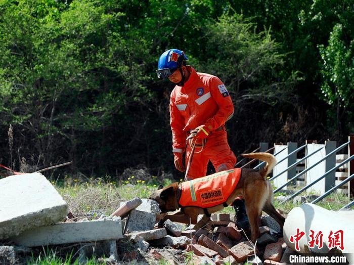 搜救犬协助消防救援人员进行搜救演练。　宋振豪 摄