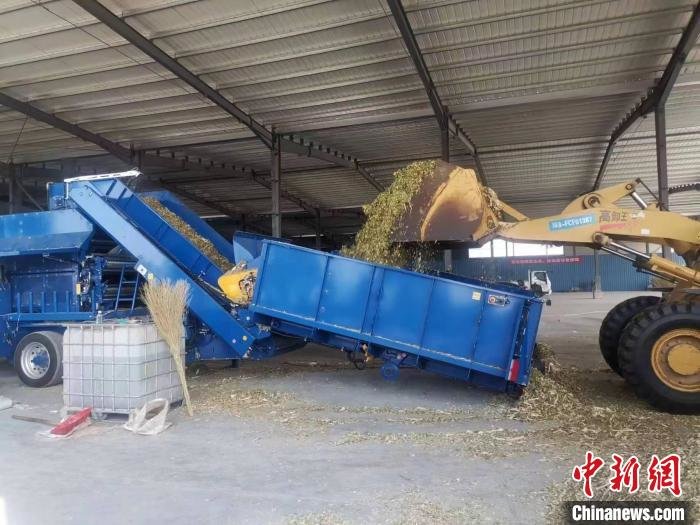 （资料图）淄博市桓台县新城镇的企业正在加工青贮玉米裹包饲料。　桓台县委宣传部供图