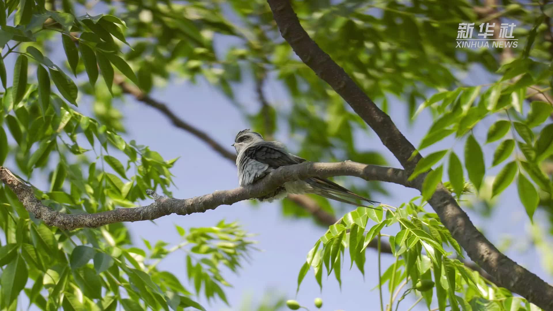 云南盈江：筑“最小鸟巢”的凤头雨燕进入成长期