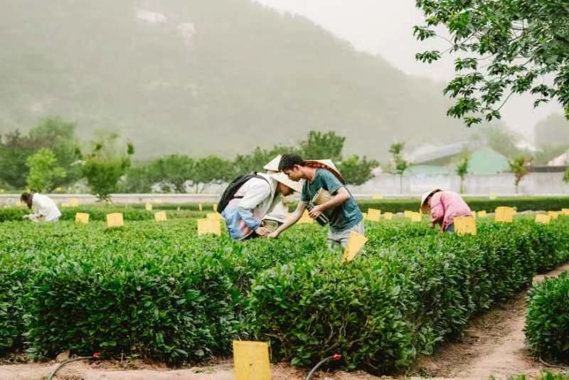“崂山茶节”闭幕!王哥庄6大主题活动推动农文旅融合发展