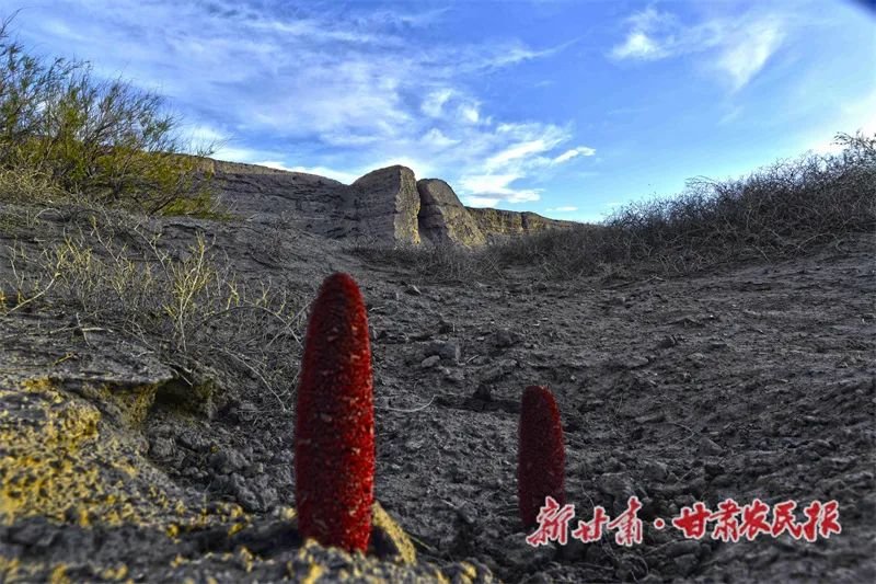 锁阳古城—赵文生