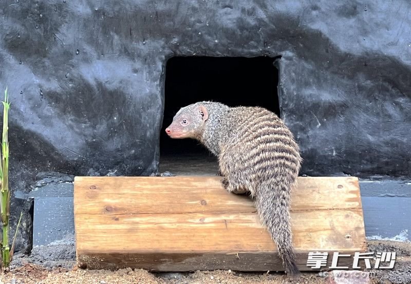 新朋友好“獴” 13只细尾獴5只缟獴入驻长沙生态动物园