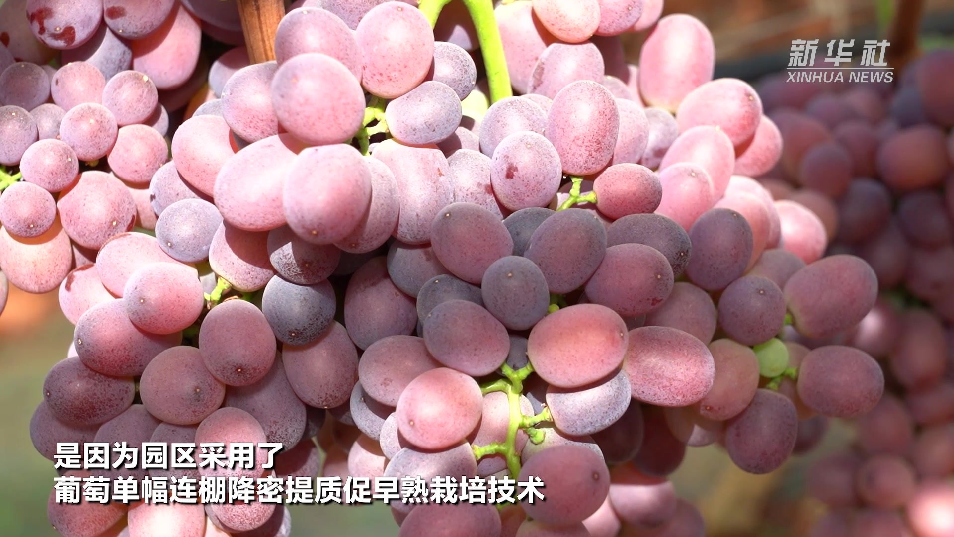 晚熟葡萄早上市？云南宾川农技有秘诀