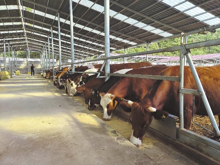 大宁县三多乡养牛场