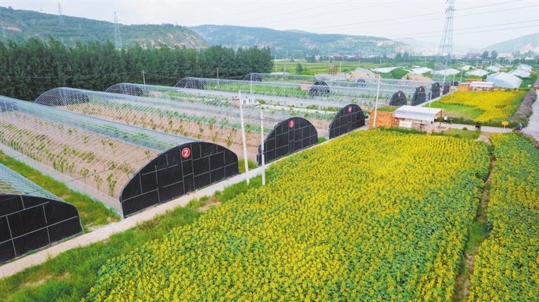 蒲县薛关镇薛关村果蔬大棚种植产业联盟项目