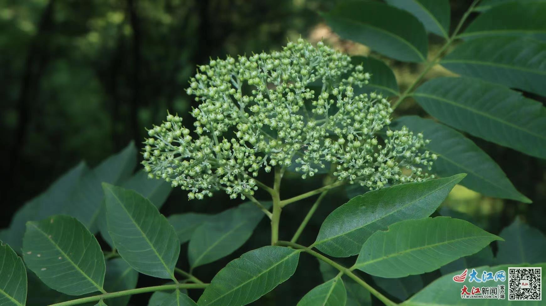 伞花木的花序(刘剑锋 供图)