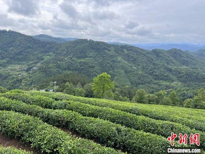 图为陕西平利的茶山一景. 李一璠 摄