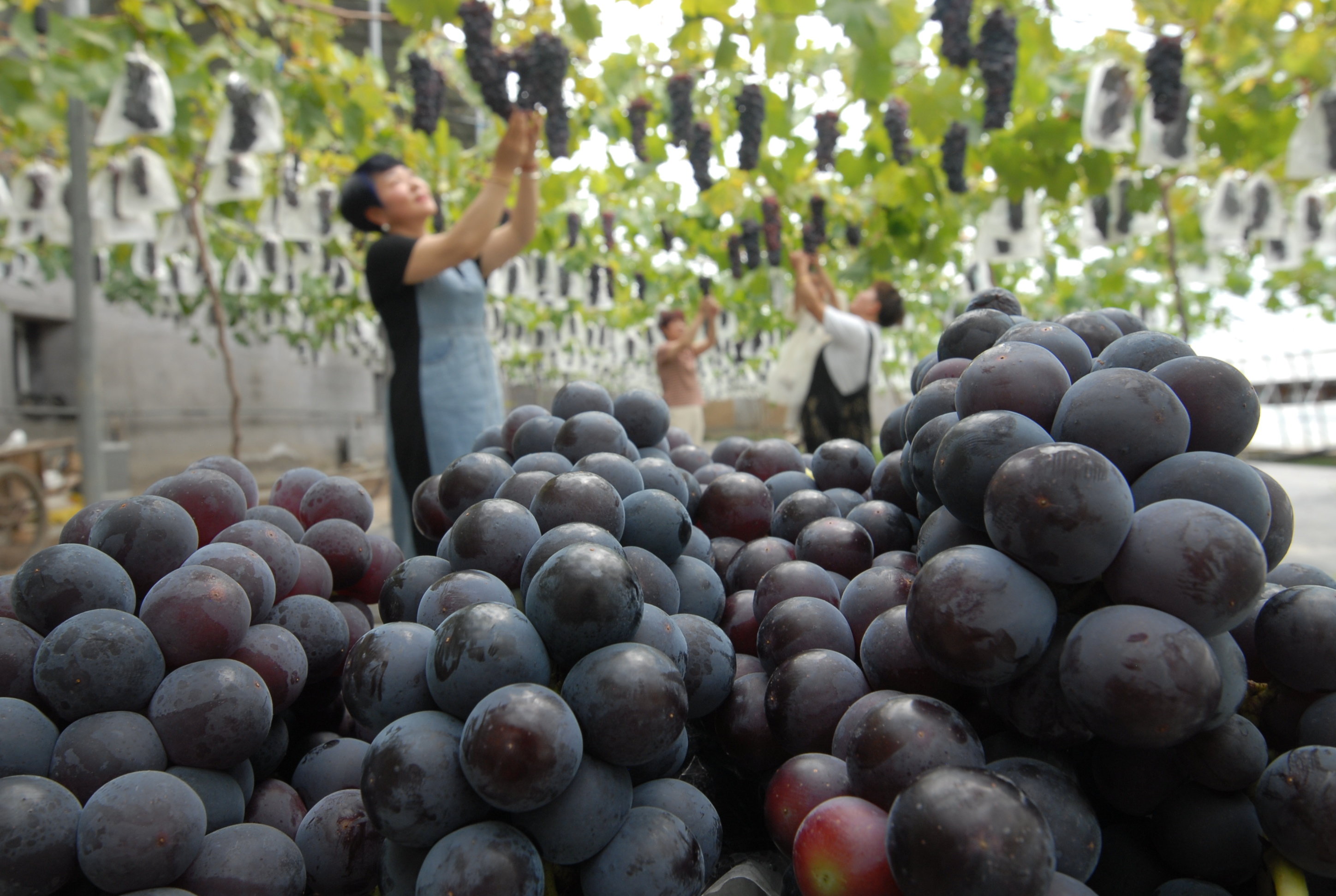 5月24日，游客在山东省青岛市即墨区移风店镇谢家屯村一家农场的葡萄种植园内采摘葡萄。
