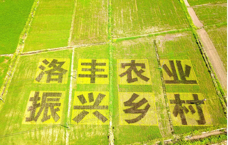 吉安安福县：高标准农田管护勤 早稻齐苗壮如绿毯
