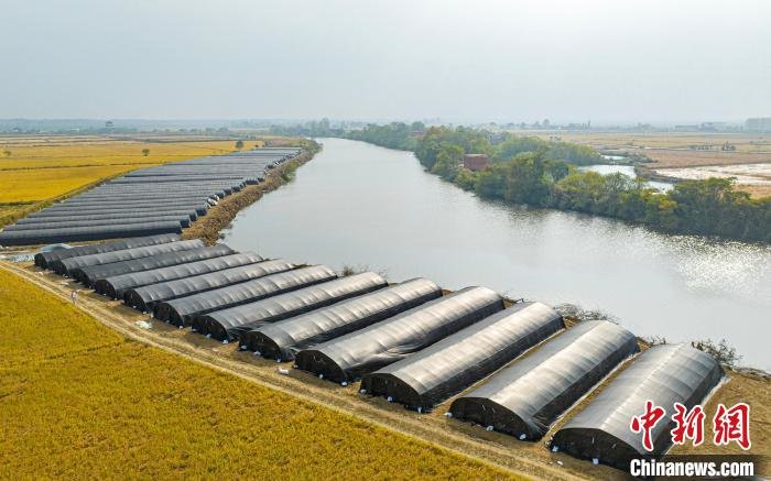 航拍江西省共青城市金湖乡羊肚菌种植基地。　共青城市融媒体中心供图