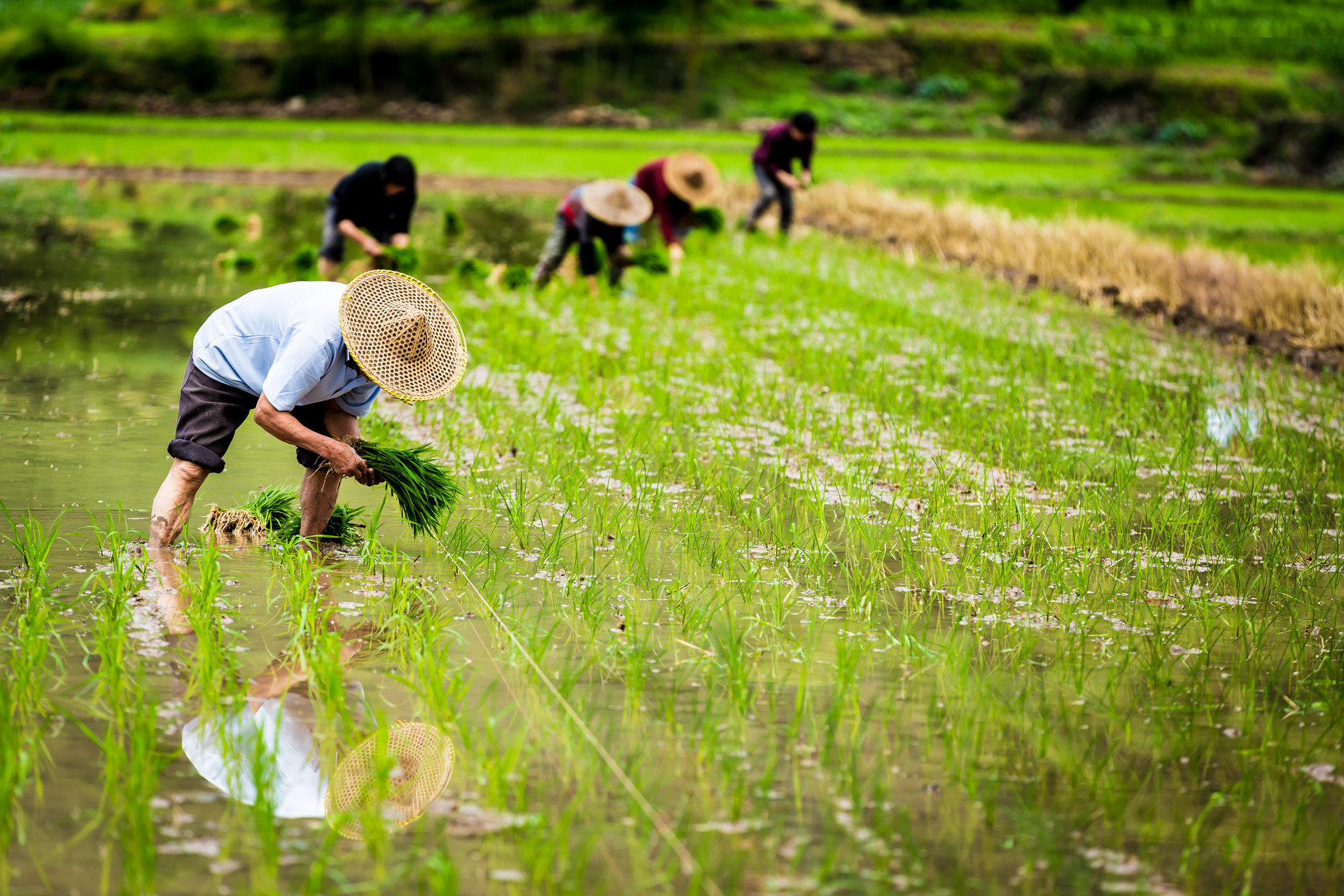 海水稻技术不断创新 青岛向着“农业强市”目标再进发