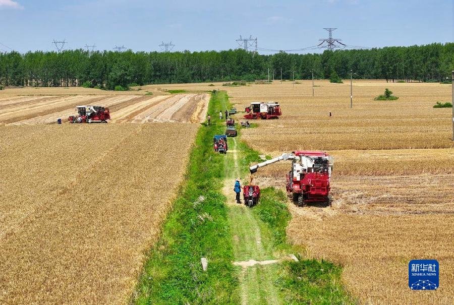 5月23日，联合收割机在河南南阳唐河县麦田收割小麦（无人机照片）。