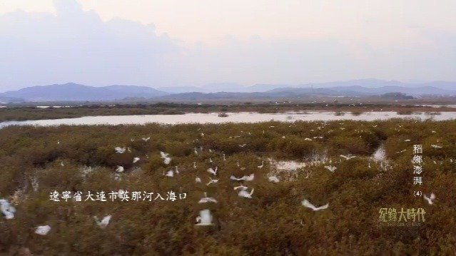 稻乡澎湃：稻蟹共生，一田两用