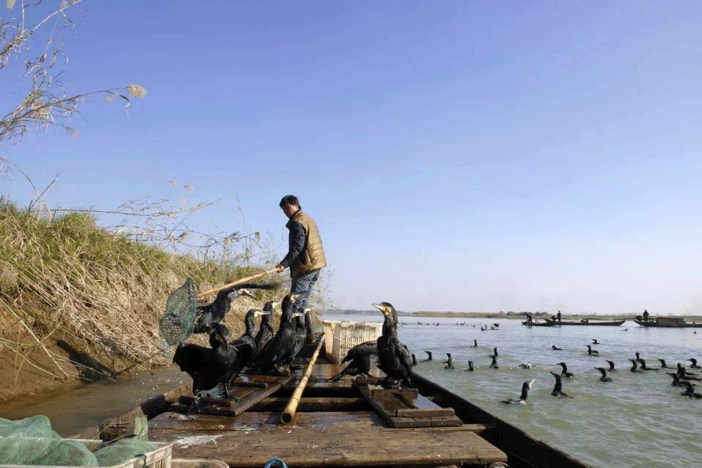 2014年12月，渔民在湖南省沅江市赤山岛水域利用鸬鹚捕鱼。新华社发（李继平 摄）