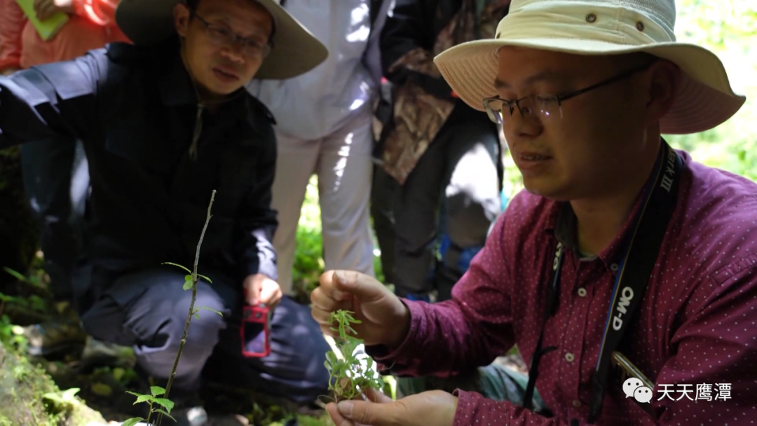 全球首次发现！鹰潭贵南深山再现新物种