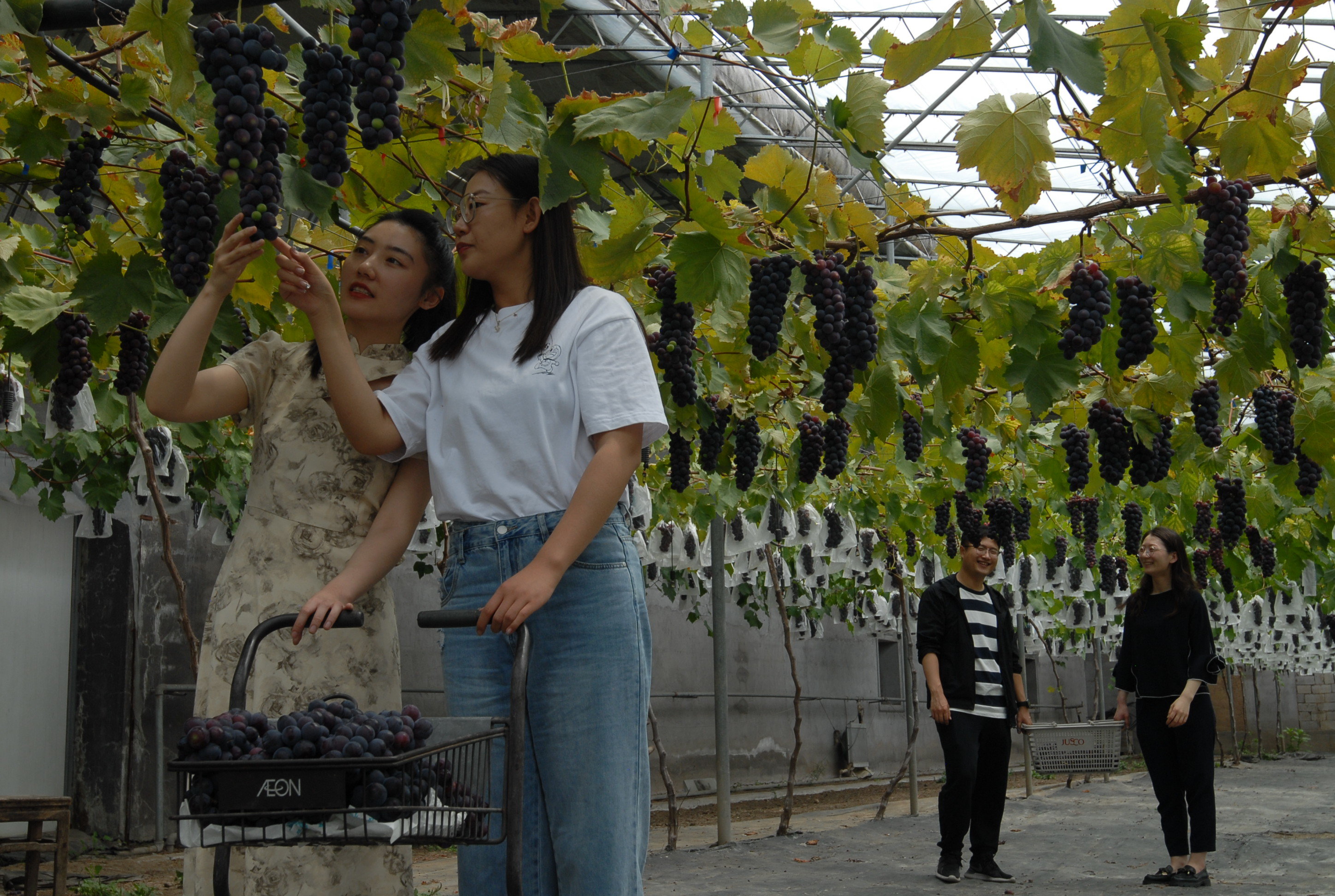 5月24日，游客在山东省青岛市即墨区移风店镇谢家屯村的一家农场的葡萄种植园内采摘葡萄。