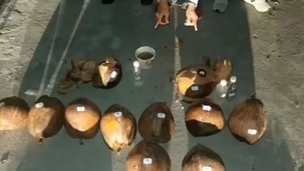 民警劈开椰子，发现液体毒品藏身其中