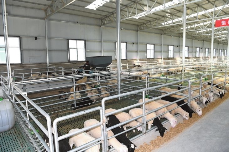 永和县红崖渠村美洋洋牧业