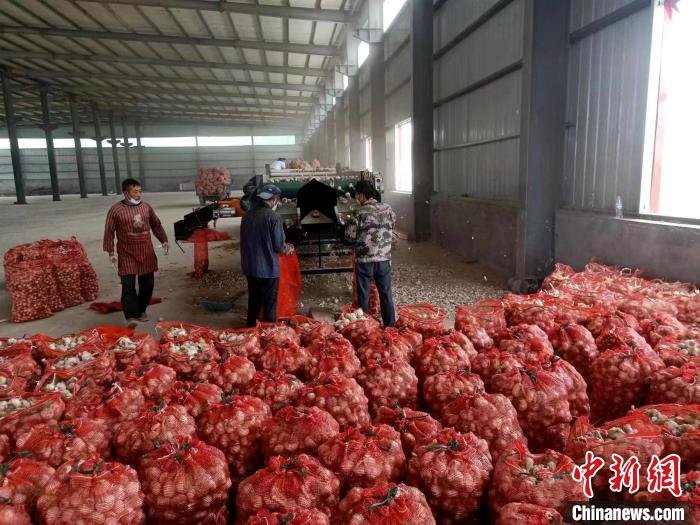 （资料图）德州市齐河县潘店镇西腰村村民正在将收获的大蒜装进袋子中。　齐河县委宣传部供图