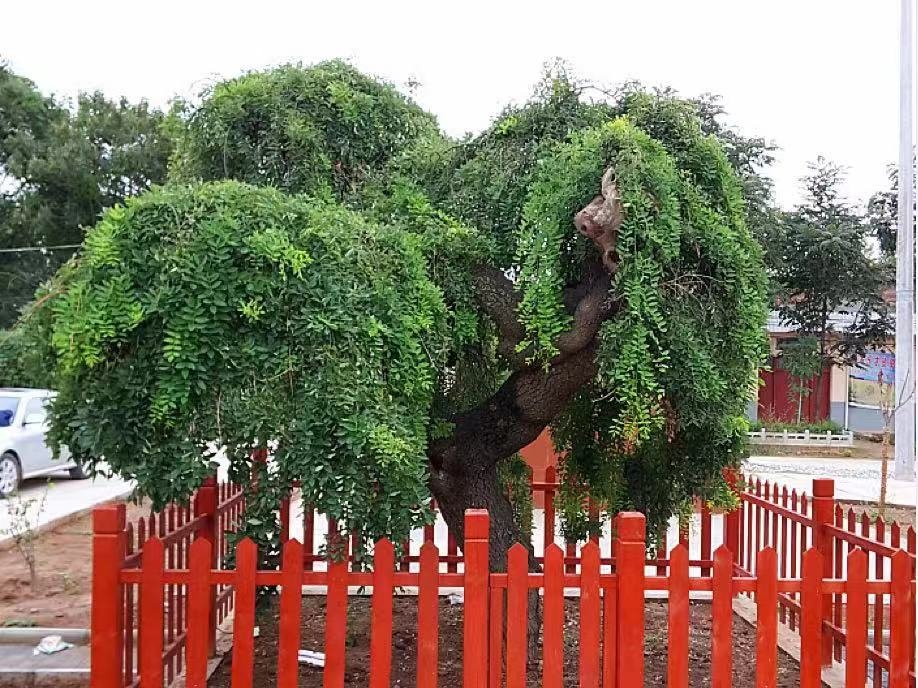 渭南臨渭區保護古樹名木厚植深綠根基