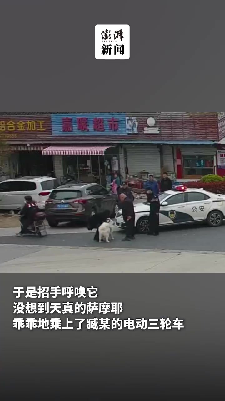 上海崇明丨“社牛”萨摩耶离家出走，还搭上了顺风车