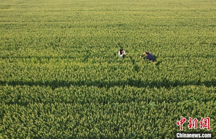 夏粮丰收在望河北农技人员为小麦量“身高体重”