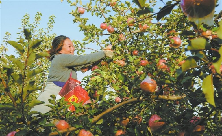 浮山县张庄镇苹果产业