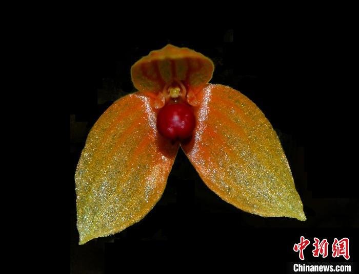 凌氏石豆兰 Bulbophyllum lingii。黄明忠 摄